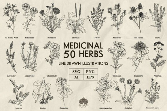 Download Medicinal Herbs Line Art Svg Png Vector - Png Collection